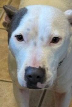 Freya *Cross Post* -  Pit Bull Terrier Dog for Adoption in Fairfax, Virginia - Freya *Cross Post* | PetCurious