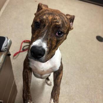Pit Bull Terrier and Boxer Dogs Available for Adoption in Bristol, Indiana - Oakley | PetCurious