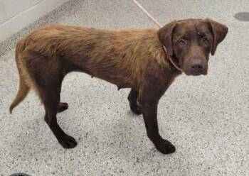 Nestle -  Labrador Retriever and Mixed Breed Dog for Adoption in Kansas City, Missouri - Nestle | PetCurious