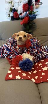 Liberty -  Boston Terrier and Chihuahua Dog for Adoption in Cottonwood, California - Liberty | PetCurious