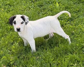 Josie -  Labrador Retriever and Hound Dog Available for Adoption - Josie | PetCurious