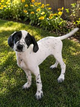 Freckles McDoodle -  Dalmatian and Goldendoodle Dog for Adoption - Freckles McDoodle | PetCurious