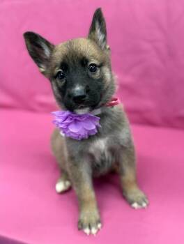 Frosting -  Husky and German Shepherd Dog Dog for Adoption in Sedalia, Colorado - Frosting | PetCurious