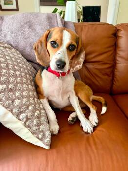 Brandi Lee -  Beagle Dog for Adoption in Bonifay, Florida - Brandi Lee | PetCurious