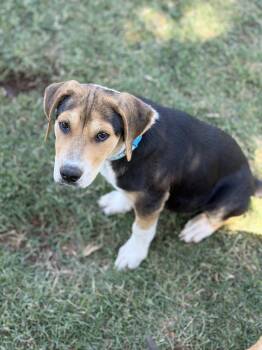 Labrador Retriever Dogs Available for Adoption in Gilbert, Arizona - Ziggy | PetCurious