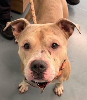 Bear -  Mixed Breed Dog for Adoption - Bear | PetCurious