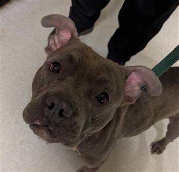 Pit Bull Terrier Dogs Available for Adoption - LOLA | PetCurious