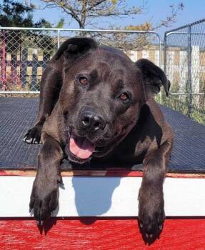 Cane Corso and Mixed Breed Dogs Available for Adoption in Calgary, Alberta - Booka | PetCurious