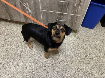 RIZZO -  Dachshund and Mixed Breed Dog for Adoption in Colorado Springs, Colorado - RIZZO | PetCurious