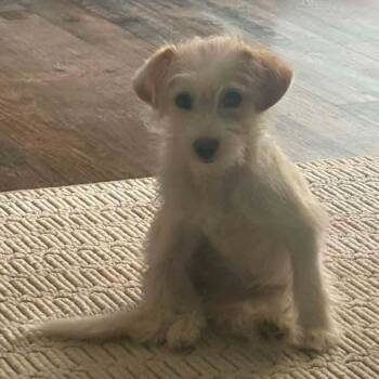Sunshine -  Maltipoo Dog for Adoption in Melbourne, Kentucky - Sunshine | PetCurious