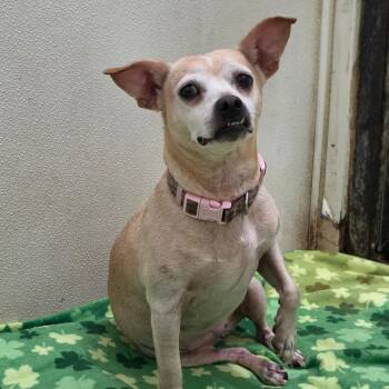 Francis - Chino Hills Location -  Chihuahua and Mixed Breed Dog for Adoption in Chino Hills, California - Francis - Chino Hills Location | PetCurious