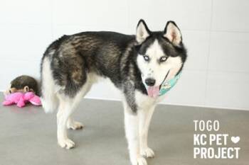 Togo -  Siberian Husky and Mixed Breed Dog for Adoption in Kansas City, Missouri - Togo | PetCurious