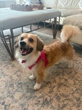 Pomeranian Dogs Available for Adoption - Zazu - IN FOSTER - AVAILABLE TO ADOPT | PetCurious