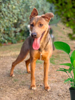 Rescue German Shepherd Dog Dogs for Adoption in Wildomar, California - Bogi | PetCurious