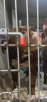MEATBALL -  Pit Bull Terrier Dog for Adoption in Indianapolis, Indiana - MEATBALL | PetCurious