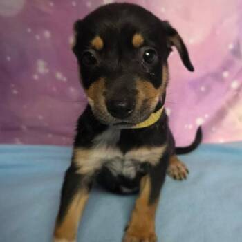 Chloe -  Mixed Breed Dog for Adoption in Fort Collins, Colorado - Chloe | PetCurious