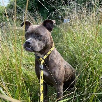 Jersey -  Terrier and Mixed Breed Dog for Adoption in St. Louis, Missouri - Jersey | PetCurious