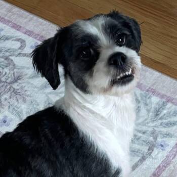 Shih Tzu and Poodle Dogs Available for Adoption in Hartland, Wisconsin - Mason-Foster Home Needed | PetCurious