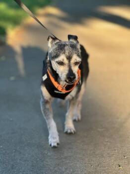 Handsome -  Chihuahua Dog for Adoption in Elk Grove, California - Handsome | PetCurious