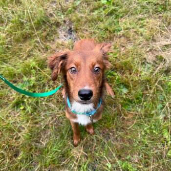 Nene -  Hound and Mixed Breed Dog for Adoption in Enfield, New Hampshire - Nene | PetCurious