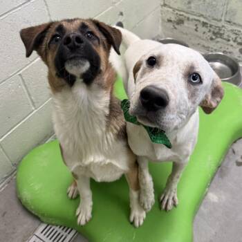 Caspian -  Mixed Breed Dog for Adoption in Las Cruces, New Mexico - Caspian | PetCurious