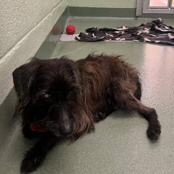 Dachshund Dogs Available for Adoption - Murdock | PetCurious