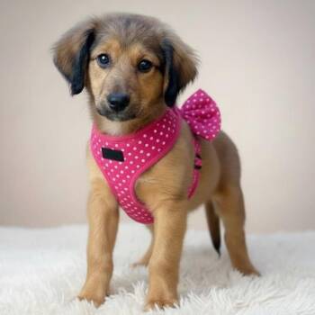 Golden Retriever and Standard Poodle Dogs Available for Adoption in Grand Bay, Alabama - Cherry | PetCurious