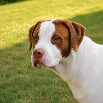 Steele -  Pit Bull Terrier and Mixed Breed Dog for Adoption in Pine Bluff, Arkansas - Steele | PetCurious