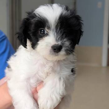Woody -  Shih Tzu and Mixed Breed Dog Available for Adoption in Riverwoods, Illinois - Woody | PetCurious