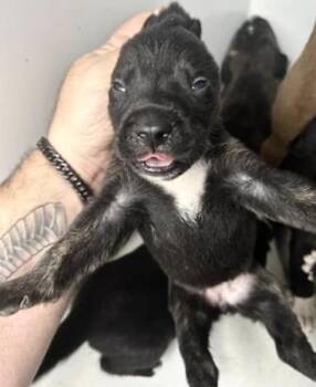 Pit Bull Terrier and Mixed Breed Dogs Available for Adoption - STARLY | PetCurious