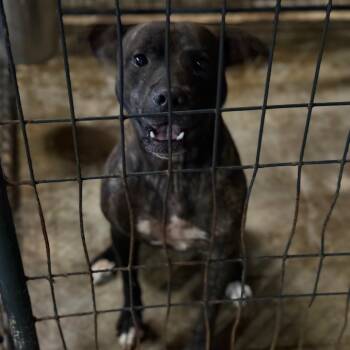 Rescue Pit Bull Terrier Dogs for Adoption in Fort Smith, Arkansas - Roosevelt | PetCurious