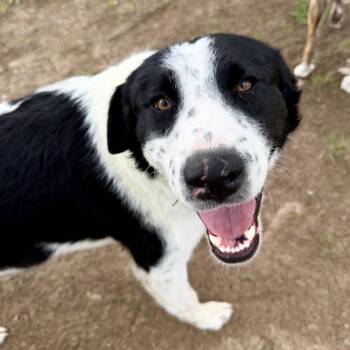 Bella -  Australian Shepherd and Great Pyrenees Dog for Adoption in Krum, Texas - Bella | PetCurious
