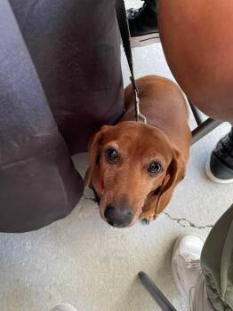 Rescue Dachshund Dogs for Adoption in Fort Walton Beach, Florida - Ruby | PetCurious