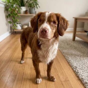 Tripp -  Dachshund Dog for Adoption in North Port, Florida - Tripp | PetCurious