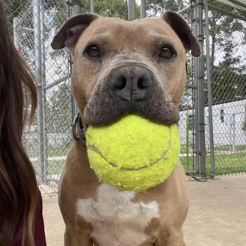 Mateo -  Pit Bull Terrier Dog for Adoption in Klein, Texas - Mateo | PetCurious