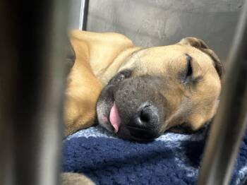 American Staffordshire Terrier and Siberian Husky Dogs Available for Adoption in Indianapolis, Indiana - HAWKEYE | PetCurious