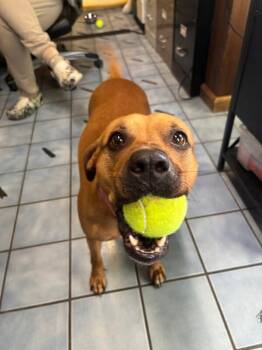 Rhodesian Ridgeback and Mixed Breed Dogs Available for Adoption in Cortland, New York - Alikira | PetCurious