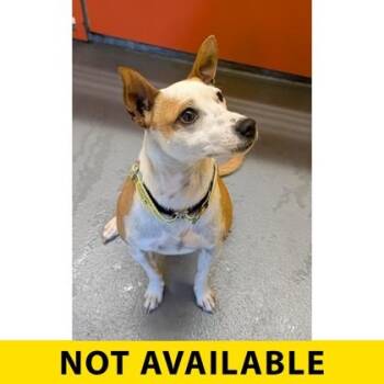 Sparrow -  Mixed Breed Dog for Adoption in Eugene, Oregon - Sparrow | PetCurious