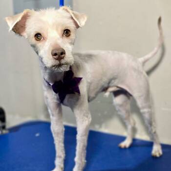 Rescue Miniature Schnauzer and Mixed Breed Dogs for Adoption in Broken Arrow, Oklahoma - Pot Roast | PetCurious