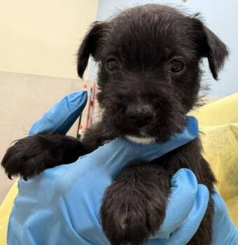 Mixed Breed Dogs Available for Adoption - Amethyst | PetCurious