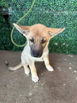 61362916 -  Shepherd and Mixed Breed Dog for Adoption in El Paso, Texas - 61362916 | PetCurious