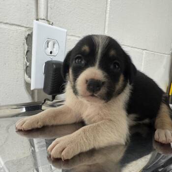 Terrier Dogs Available for Adoption in Birmingham, Alabama - Happy | PetCurious