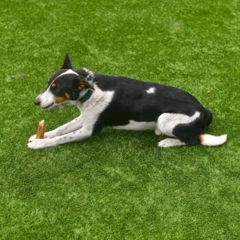 Shawn -  Cattle Dog and Mixed Breed Dog for Adoption in Ottawa, Kansas - Shawn | PetCurious