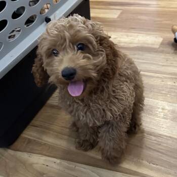 Tundra-accepting applications -  Cockapoo Dog for Adoption in Priest River, Idaho - Tundra-accepting Applications | PetCurious