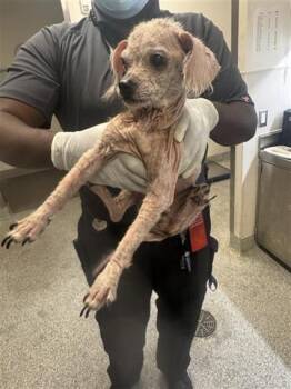 Rescue Chihuahua Dogs for Adoption in Houston, Texas - A644329 | PetCurious