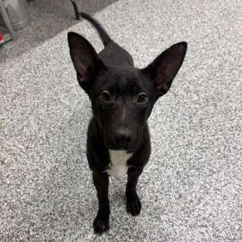 Shepherd and Black Labrador Retriever Dogs Available for Adoption - Sully | PetCurious