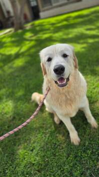 Rescue Labrador Retriever Dogs for Adoption in Newport Beach, California - Buddy | PetCurious
