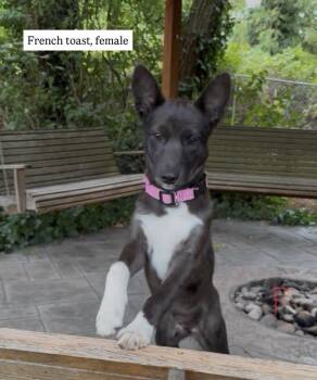 French Toast -  Cattle Dog Dog for Adoption in Vancouver, Washington - French Toast | PetCurious
