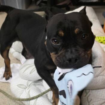 Mixed Breed Dogs Available for Adoption in Gloucester, Virginia - Piglet | PetCurious