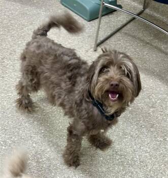 Capone -  Poodle and Havanese Dog for Adoption in Prince Frederick, Maryland - Capone | PetCurious
